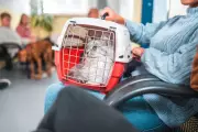 Is Your Cat Getting Forgetful? The Silent Signs of Feline Dementia Every Owner Must Know