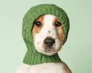 Is Your Pet More Human Than You Think? New Book 'Humanish' Explores Our Animal Bonds