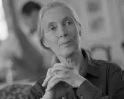 Jane Goodall's New Study Reveals: Chimpanzee Alpha Males Rule Through Respect, Not Brutality