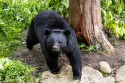 Japan Deploys Military in Unprecedented Response to Rampant Bear Attacks