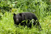 Japan's Bear Crisis: Government Declares War on Rampaging Wildlife With Hunter Funding Boost