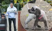 Katie Price Defies Animal Charity Pleas With New Puppy Acquisition