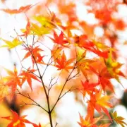 Killer Plant Invasion: Why Your Japanese Knotweed Nightmare Is Just Beginning