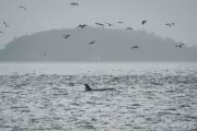 Killer Whales in Peril: Scientists Reveal Disturbing New Threat to Orca Populations