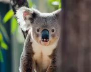 Koala Catastrophe: How Ignored Expert Advice Led to Tragic Reintroduction Failure