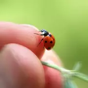 Ladybird Invasion Alert: UK Homes Under Siege as Experts Issue Urgent Advice