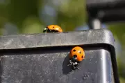 Ladybird Invasion: Why Britain's Homes Are Being Overrun This Winter