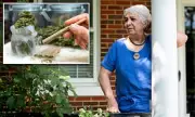 Legal Loophole Unleashes Cannabis Chaos: DC Residents' Nightmare as 'Skunk Stench' Invades Flats