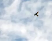 Liquid Call From Above: The Curlew's Haunting Song of Resilience in the Yorkshire Dales