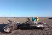 Marine Mystery: Pod of Killer Whales Perishes in Mass Argentina Stranding