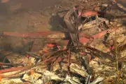 Massive Tennessee Military Plant Explosion Leaves Multiple Dead and Missing in Industrial Disaster