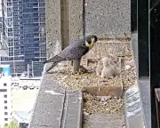 Melbourne Skyscraper Falcon Chicks Take First Flight in Heart-Stopping Moment Watched by Thousands
