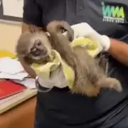 Mid-Air Meltdown: Passenger Arrested After Bizarre Toilet Incident Forces Emergency Landing