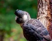 Mining Boom Pushes Western Australia's Baudin Black Cockatoo to Brink of Extinction