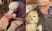 Miracle Reunion: Devoted Owner Finds Missing Labrador After Heart-Wrenching 10-Month Search