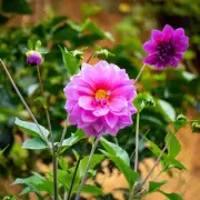 Monty Don's Genius Gardening Trick Will Transform Your Tulips Overnight
