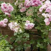 Monty Don's Secret Gardening Weapon: This One Plant Will Transform Your Garden