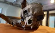 Mummified Cat Found Entombed in Walls of Historic Church Where King Harold Was Buried