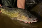 Murray Cod's Epic 1,100km River Journey Stuns Australian Scientists