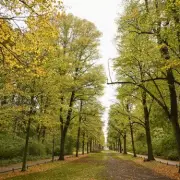 Mysterious 'X' Marks on Trees Spark National Security Alert Across UK Woodlands