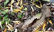 Mystery as Crocodile Dumped in Derbyshire Canal Sparks Bizarre Police Appeal