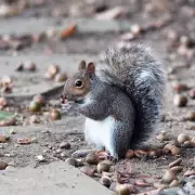 Nature's Bumper Payday: The Fascinating Reason Behind Britain's Acorn Avalanche