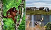 Nature's Finest Comedians: Hilarious Wildlife Photography Awards Finalists Revealed