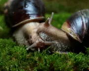 Nature's Gender Puzzle: The Surprising Reason Most Animals Aren't Hermaphrodites