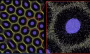 Nature's Mathematical Marvel: The Secret Code Behind Leopard Spots and Zebra Stripes Finally Cracked