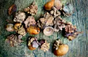 Nature's Oddities Revealed: The Mysterious World of Deformed Acorns in Britain's Misty Woodlands