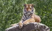 North Koreans Forced to Eat Tigers and Badgers as Famine Grips Hermit Kingdom, Shocking Study Reveals