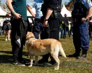 NSW Backtracks on Sniffer Dog Ban: Music Festival Strip Searches to Continue