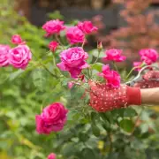 October Pruning Guide: 3 Plants That Need Your Attention Now for Spectacular Spring Results