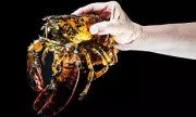One-in-30-Million Marvel: Rare Ghost Lobster Hauls Ashore on Massachusetts Coast