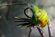 Orange-bellied Parrot's Remarkable Recovery Threatened by New Danger