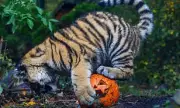 Pawsitively Spooktacular: Tiger's Hilarious Pumpkin Playtime Captured in Enchanting Halloween Footage