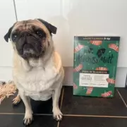 Pawsome Christmas Deal: Your Dog's Favourite Advent Calendar Sells Out Fast - Don't Miss Out!