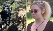 Perth Man Charged After Family Dogs Brutally Stabbed in Savage Attack