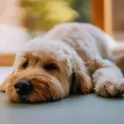 Pet Insurance Revolution: Millions of Dogs and Cats to Receive Vital Cover in Major Policy Shift