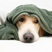 Pet Owners Alert: 4 Essential Household Dangers You Must Know About This Winter