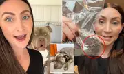 Popular Pet Toy Leaves Beloved Dog Fighting for Life: Australian Owners Issue £9,000 Vet Bill Warning