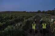 Portuguese Vineyards Under Scrutiny: Allegations of Modern Slavery Rock Alentejo Wine Industry
