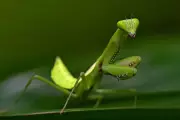 Praying Mantis Invasion: Tropical Insect Stuns Cornwall Residents in Unprecedented Sighting