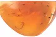 Prehistoric Bloodsucker Found: Mosquito Larva Discovered in 100-Million-Year-Old Amber