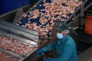 Radioactive Shrimp Recall: Contaminated Seafood Pulled from US Supermarkets