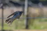 Rare European Cuckoo Sparks Birdwatching Frenzy in New York After Astounding Transatlantic Flight