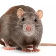 Rat Poison Crisis Grips UK City: Urgent Warning Issued as Mystery Illness Strikes