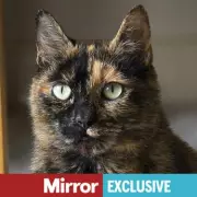 Rescue Cat's Heartbreaking Goodbye: How a Feline's Final Gesture Revealed His Past Trauma