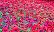 Royal British Legion Faces Backlash Over Controversial Poppy Appeal Changes