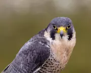 Rust and Raptors: Peregrine Falcons Find Sanctuary in Derbyshire's Industrial Ruins